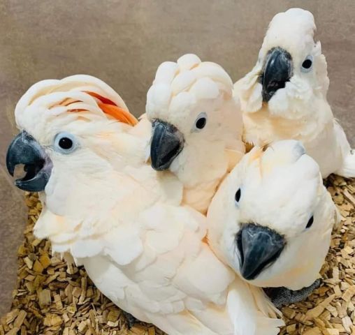 Male and Female Cockatoo Parrot Chicks 