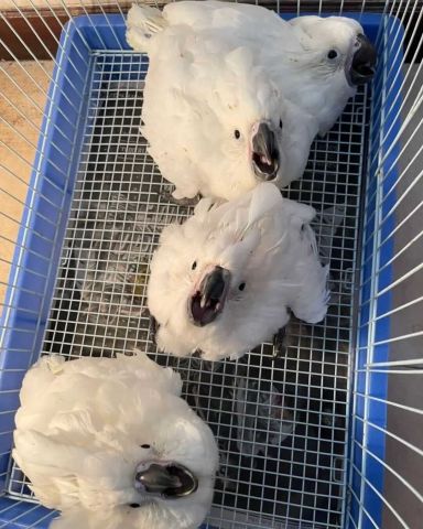 Male and Female Cockatoo Parrot Chicks  2