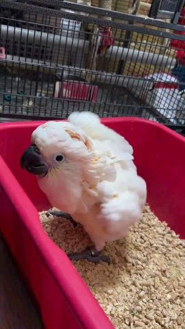 Male and Female Cockatoo Parrot Chicks  3