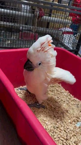 Male and Female Cockatoo Parrot Chicks  4