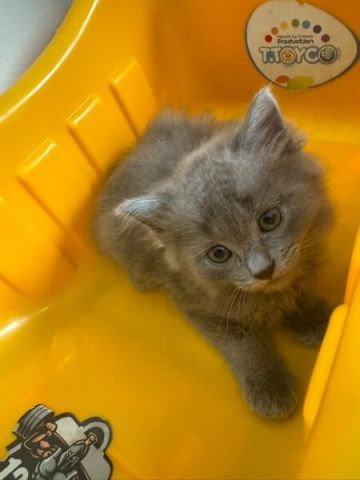  Turkish angora