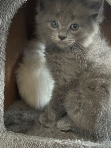  Turkish angora 2