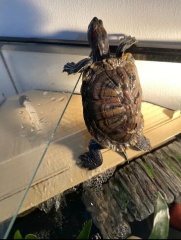 Female Red-eared slider 3