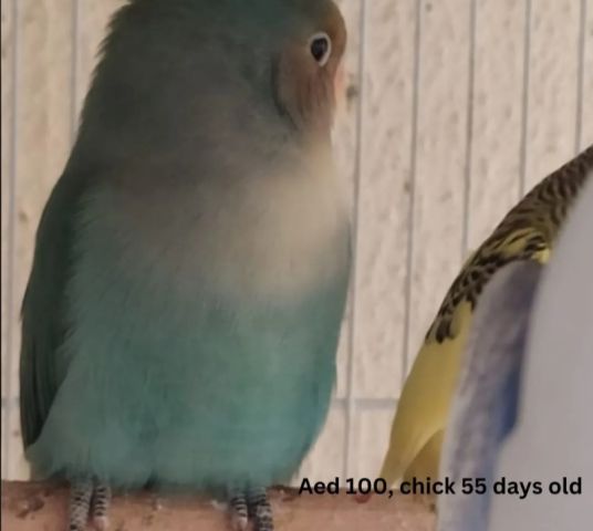  African love birds, chicks home bred from AED 75 to 350 3