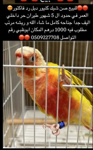 للبيع كنيور صن شيك دبل رد فاكتور for sale double red factor sun c