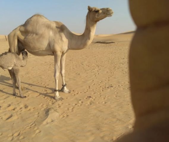 Camel for sale