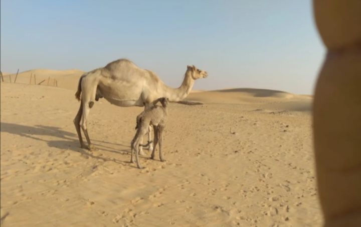 Camel for sale 2