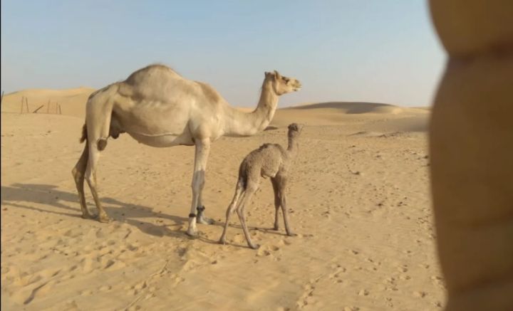 Camel for sale 3