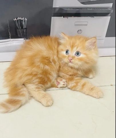 2months old Persian kitten