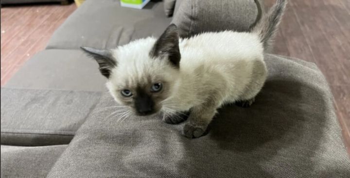 Siamese kittens for sale 