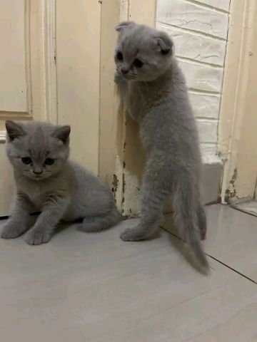 Scottish fold kittens noe for sale 