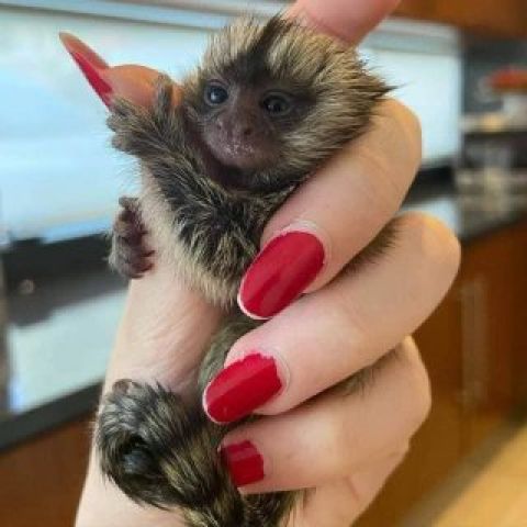 Baby marmoset monkey 