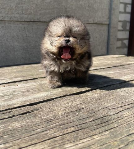 Pomeranian puppy 