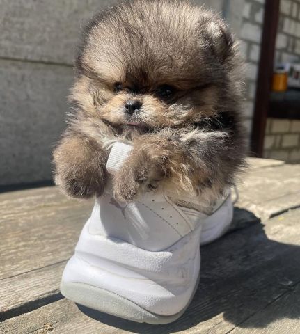 Pomeranian puppy  2