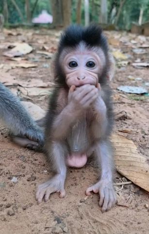 beautiful and adorable baby monkeys for sale 