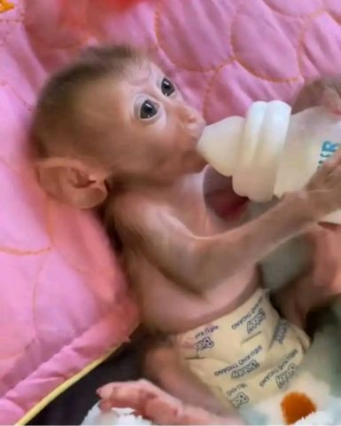 beautiful and adorable baby monkeys for sale  2