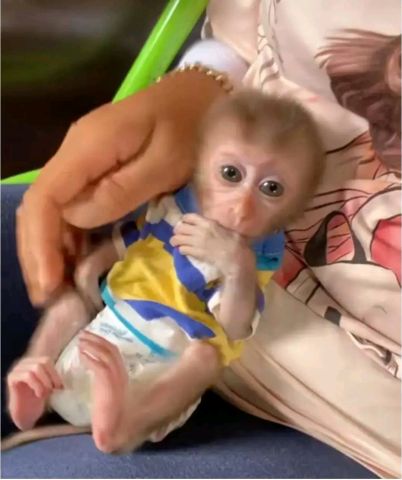 beautiful and adorable baby monkeys ready for sale 