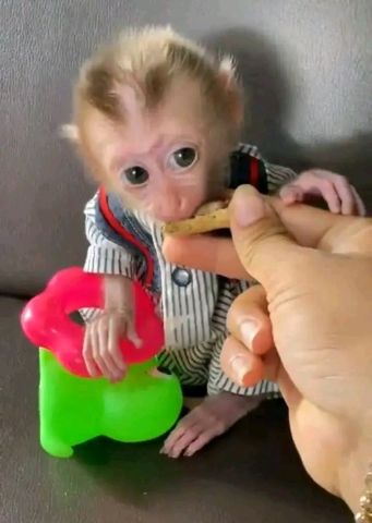 beautiful and adorable baby monkeys ready for sale  2