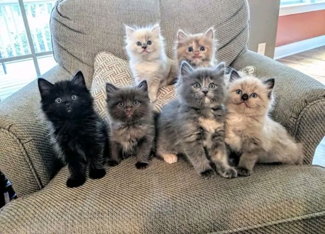 Maincoon baby's available for sale