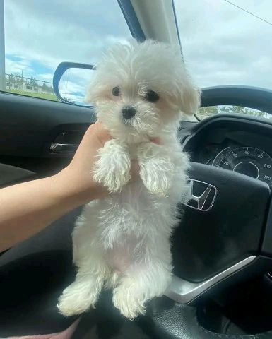 Maltese puppy for sale 