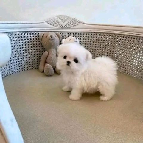 Male Maltese puppy 