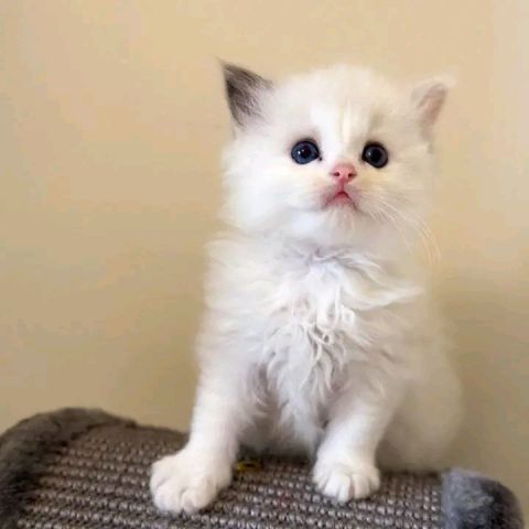 Ragdoll kitten's for sale 