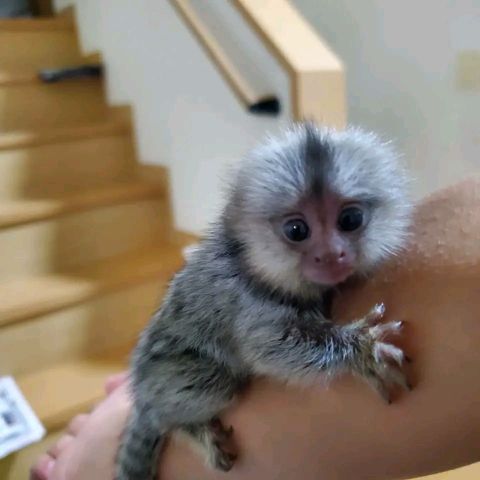 Marmoset monkey for sale 