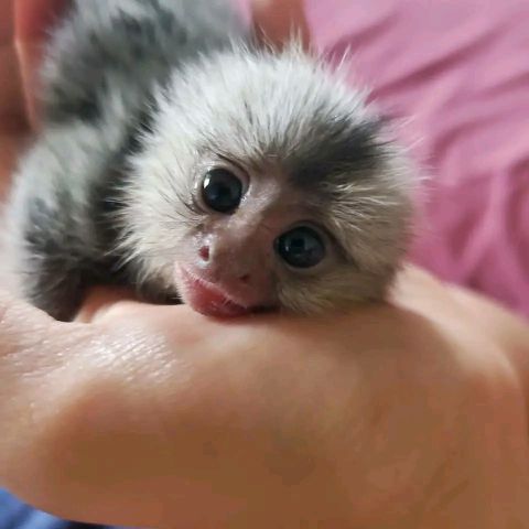 Lovely baby marmoset for sale 