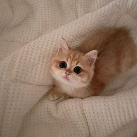 Golden British shorthair kitten 