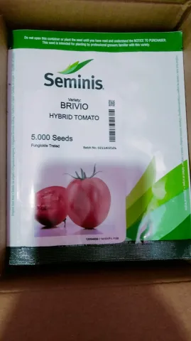 بذور طماطم هجين brivio hybrid tomato  6