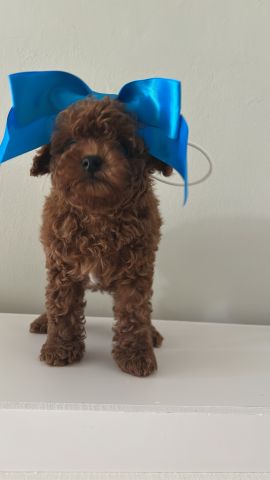 ToyPoodle 