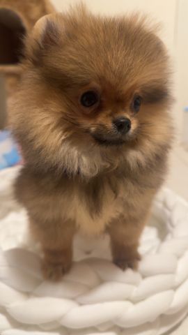 Pomeranian teacup  2