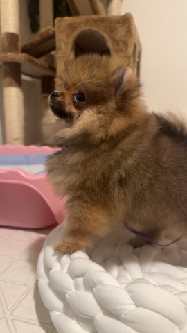 Pomeranian teacup  4