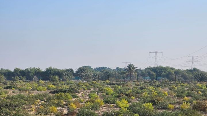 للبيع مزرعة في الباهية أبوظبي علي الشارع الرئيسي 3