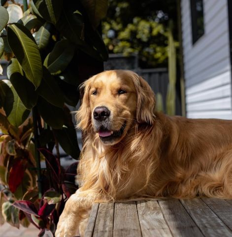 Golden retriever 