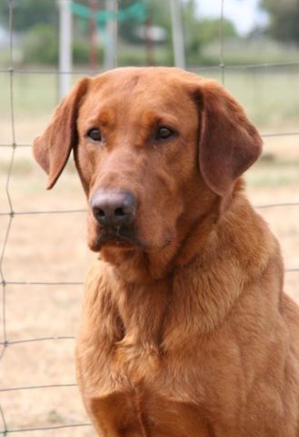 Golden retriever  2