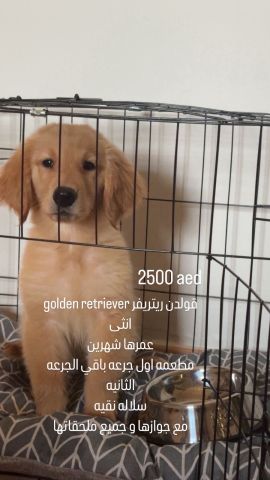Golden Retriever 1