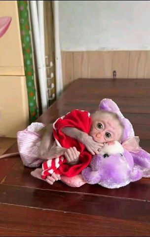 lovely Capuchin  monkeys 2