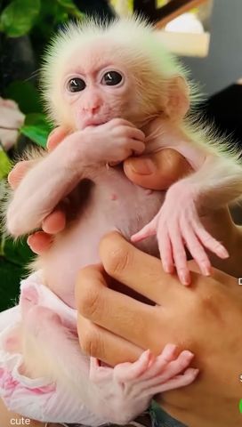 3 months Old Cappuchin Monkey for Sale
