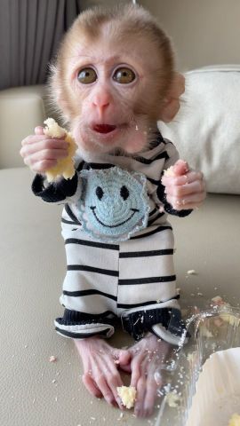 Capuchin Monkeys Available
