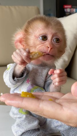 Female Capuchin monkeys available