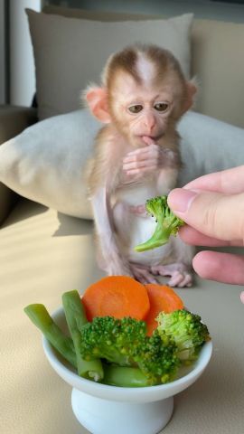 Capuchin Monkey Available