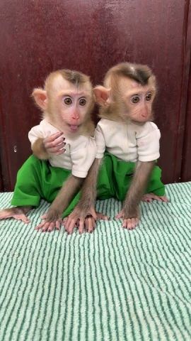 Gorgeous Female Capuchin Monkey