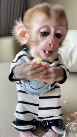 Small Capuchin Monkey