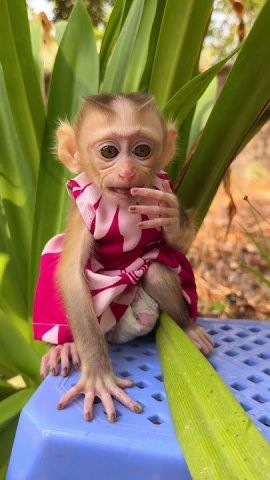 2 Outstanding Capuchin Monkeys