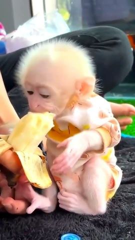 Lovely Capuchin Monkeys for Adortion