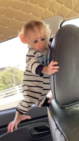 4 Outstanding Capuchin Monkeys for Adoption