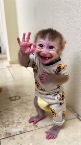 Gorgeous Capuchin Monkeys Now Available