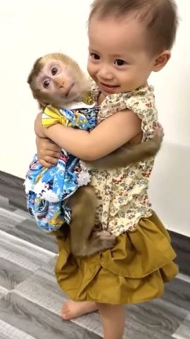 Lovable Capuchin For Adoption