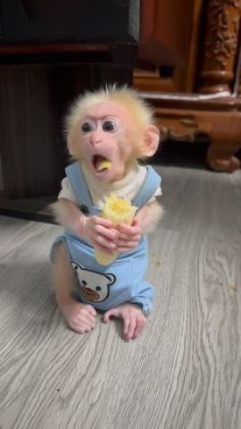 Adorable Capuchin Monkey  htr